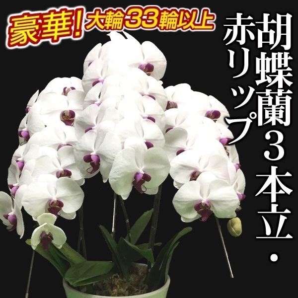 胡蝶蘭 3本立コチョウラン 赤リップ33輪以上 1鉢 送料込 /【※発送は5/13以降となります】