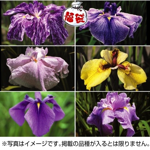 花苗 花菖蒲の福袋 3号ポット 3株