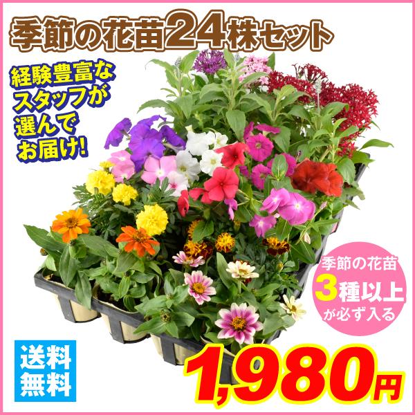 [期間限定特価] 季節の花苗 24ポットセット(3種以上) 送料無料