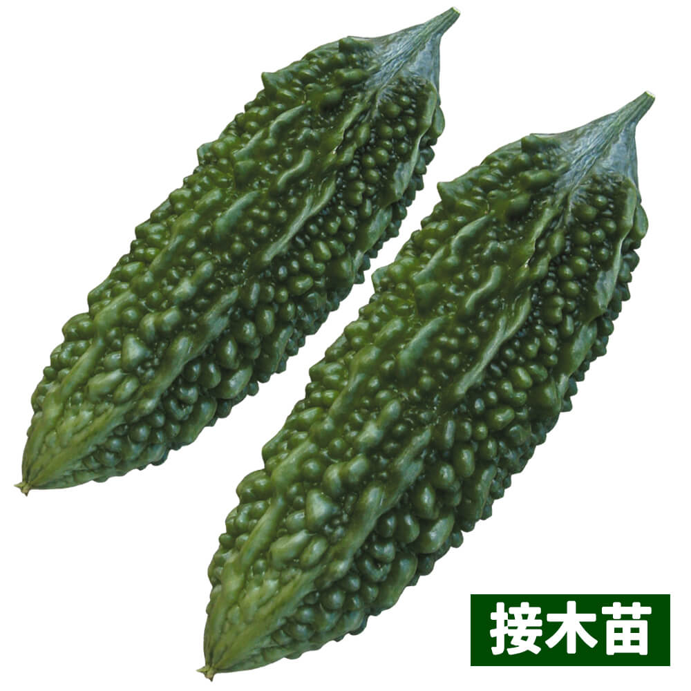 接木野菜苗 ゴーヤ 接木沖縄あばしゴーヤ