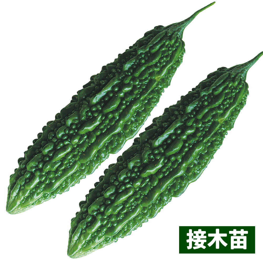 接木野菜苗 ゴーヤ 接木願寿苦瓜