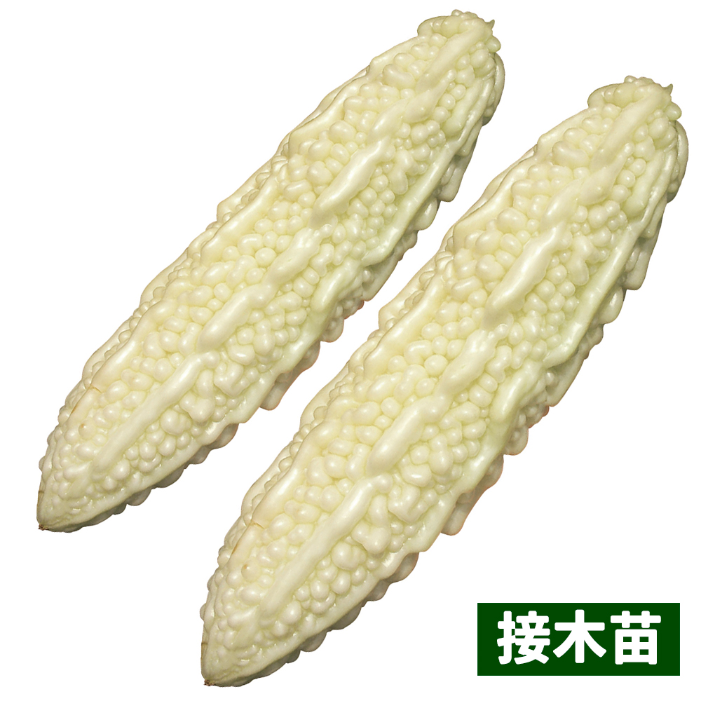 接木野菜苗 ゴーヤ 接木白願寿ゴーヤ