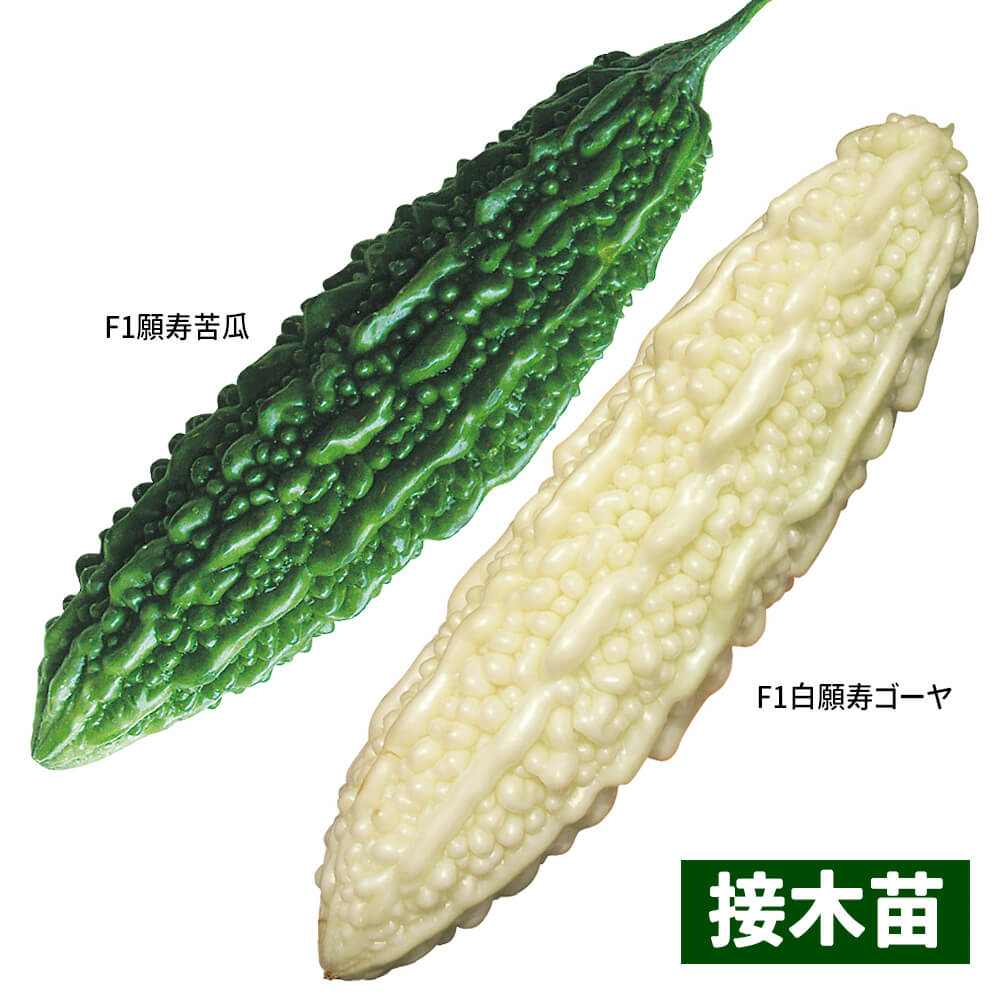 接木野菜苗 ゴーヤ 願寿苦瓜セット 2種4株