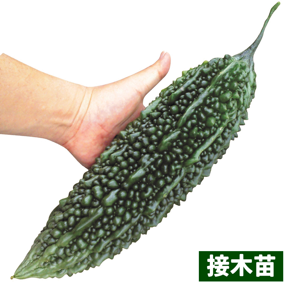 接木野菜苗 ゴーヤ 接木F1島豊