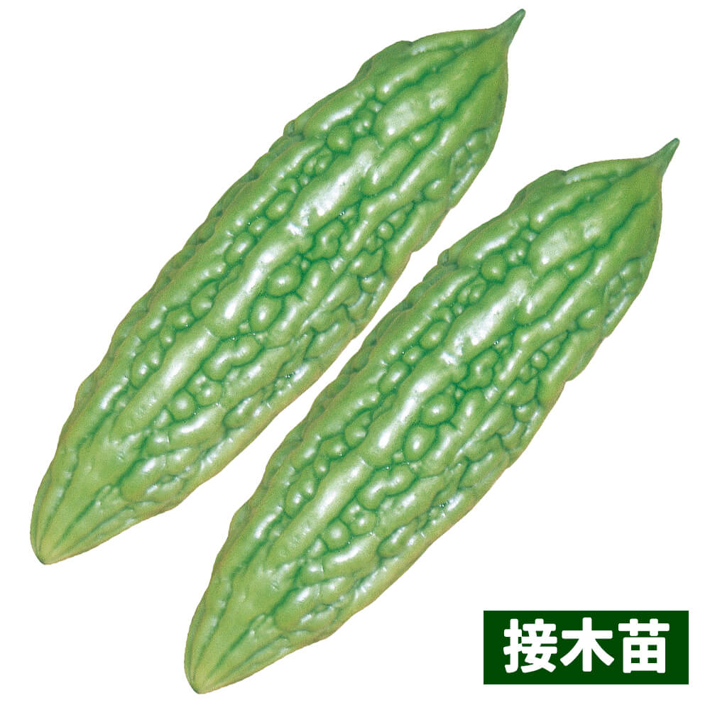 接木野菜苗 ゴーヤ 接木マイルドゴーヤ