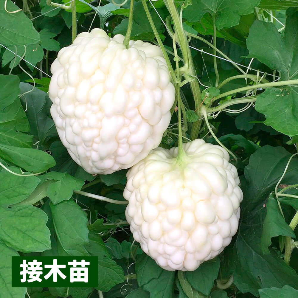 接木野菜苗 ゴーヤ 接木パールゴーヤ(農林水産省登録品種登録名：MW0201)