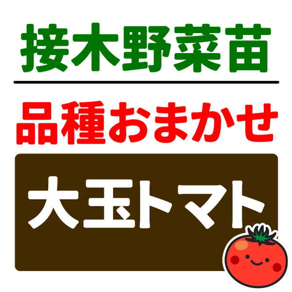 接木野菜苗 品種おまかせ接木大玉トマト  2株