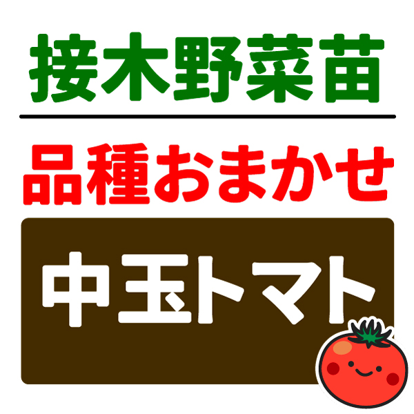 接木野菜苗 品種おまかせ接木中玉トマト 2株