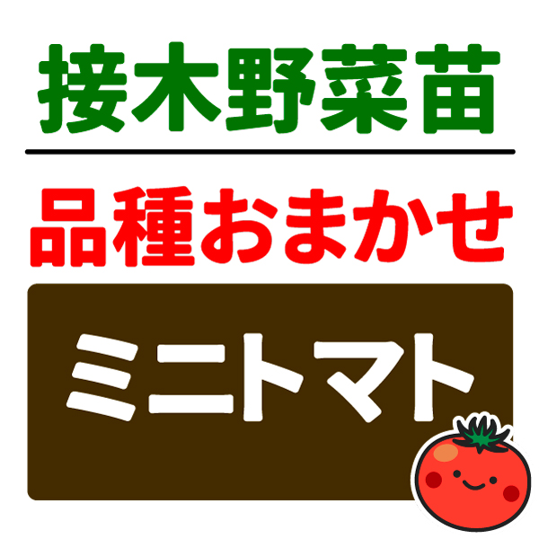 接木野菜苗 品種おまかせ接木ミニトマト  2株