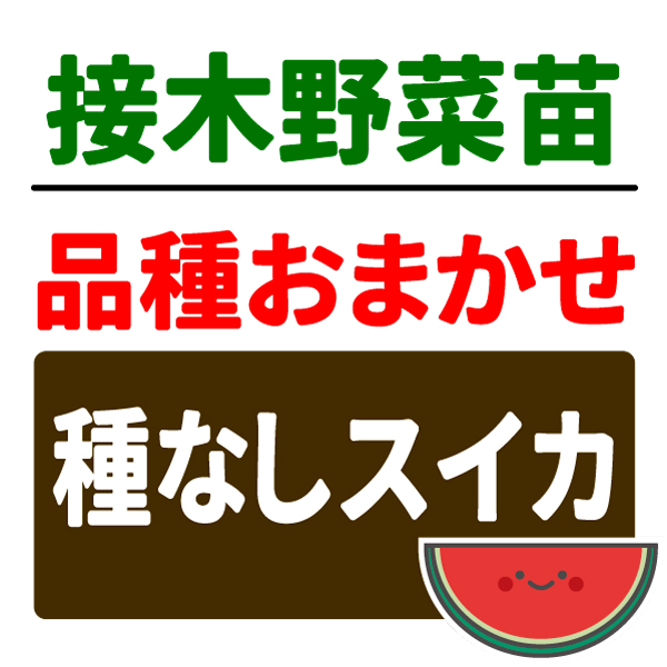 接木野菜苗 品種おまかせ接木種なしスイカ 2株