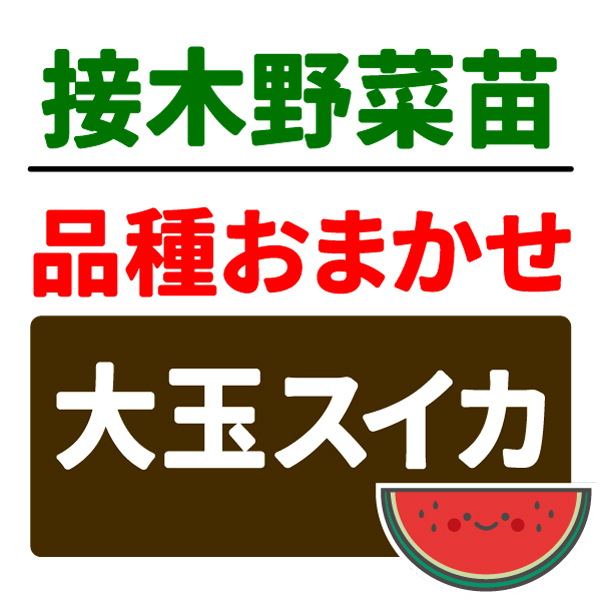 接木野菜苗 品種おまかせ接木大玉スイカ  2株