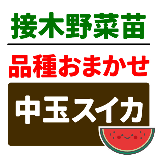 接木野菜苗 品種おまかせ接木中玉スイカ 2株