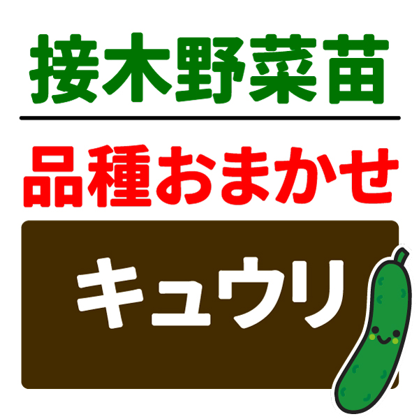 接木野菜苗 品種おまかせ接木キュウリ 2株