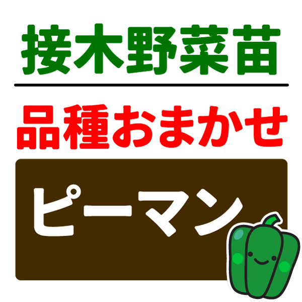 接木野菜苗 品種おまかせ接木ピーマン 2株