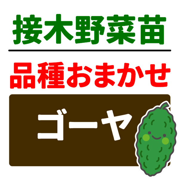 接木野菜苗 品種おまかせ接木ゴーヤ 2株