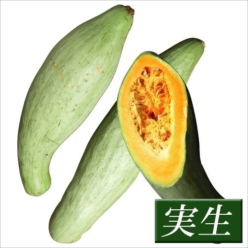 実生野菜苗 カボチャ 飛騨かぼちゃ