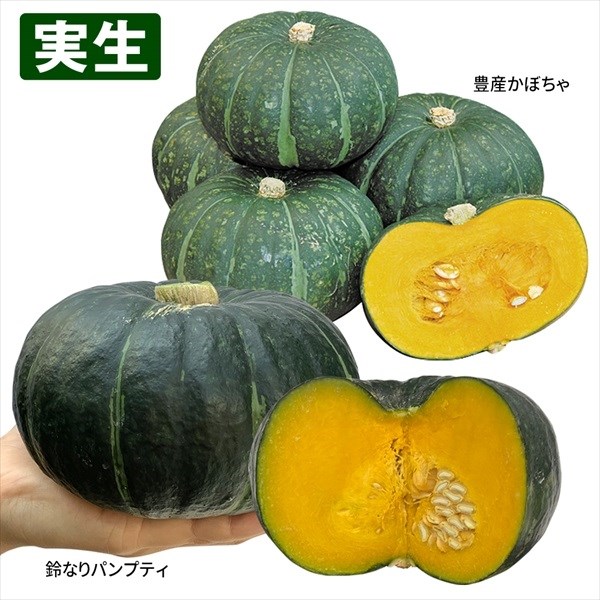 実生野菜苗 カボチャ 実生すずなりカボチャセット 2種4株