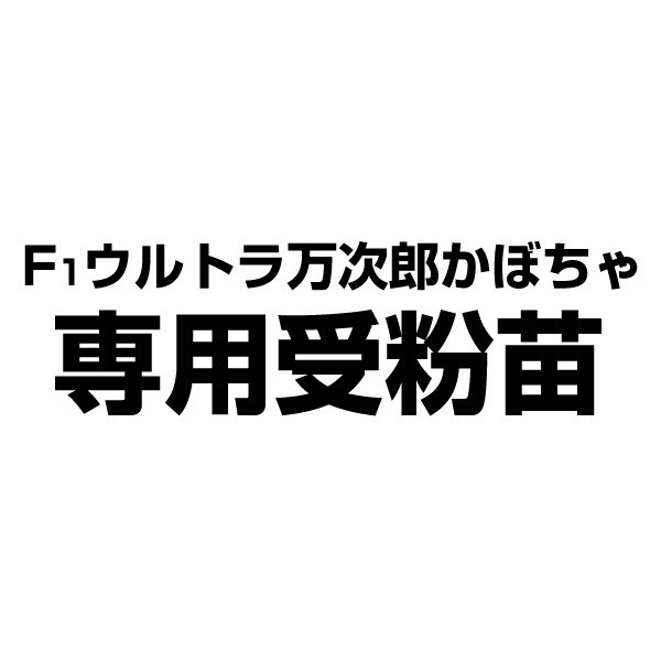 実生野菜苗 カボチャ F1ウルトラ万次郎かぼちゃ専用受粉苗