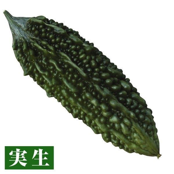 実生野菜苗 ゴーヤ 沖縄あばしゴーヤ