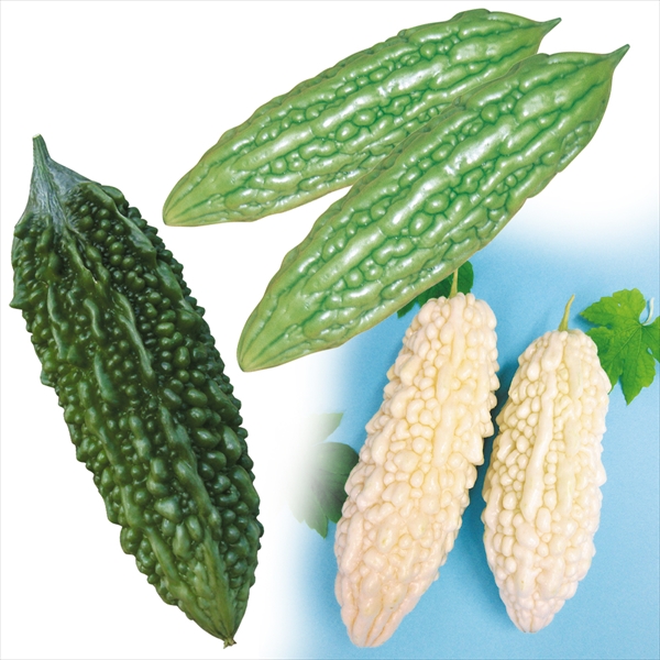 実生野菜苗 ゴーヤ 実生人気ゴーヤセット 3種3株