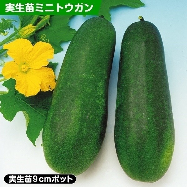 実生野菜苗 トウガン 沖縄ミニ冬瓜