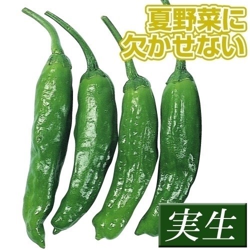 実生野菜苗 甘トウガラシ ししとう