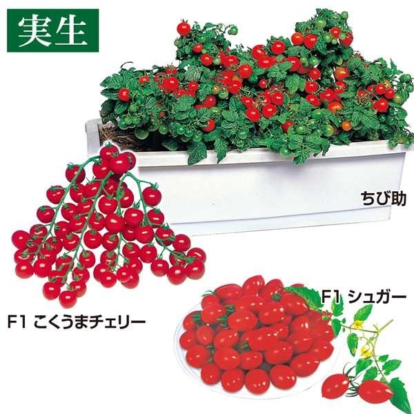 実生野菜苗 トマト 実生ミニトマトセット 3種12株