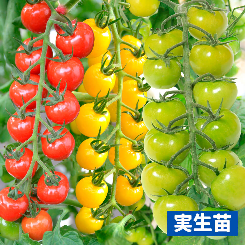 実生野菜苗 ミニトマト 実生プチぷよ3色セット 3種6株