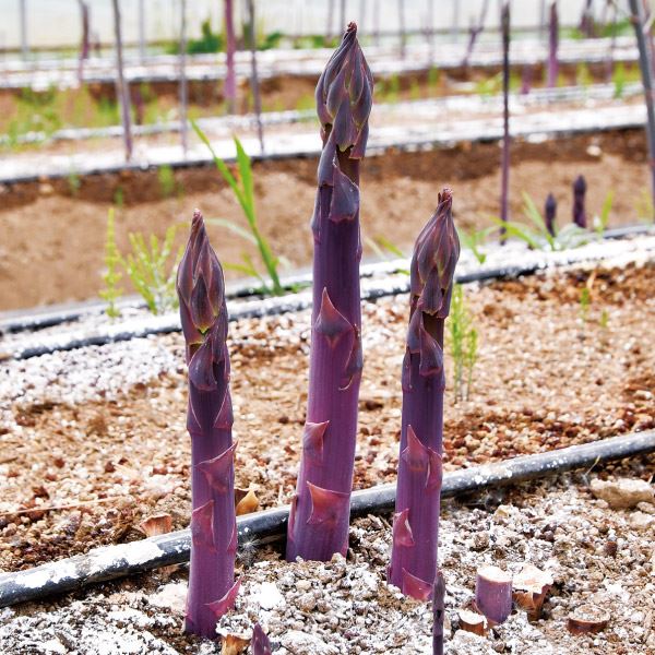 実生野菜苗 アスパラ 満味紫R
