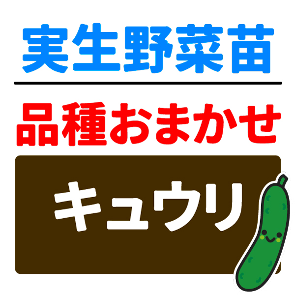 実生野菜苗 品種おまかせ実生キュウリ 2株