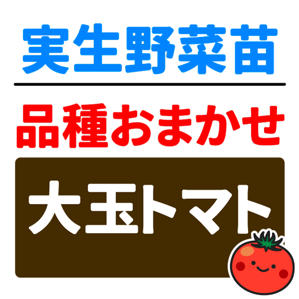 実生野菜苗 品種おまかせ実生大玉トマト 2株