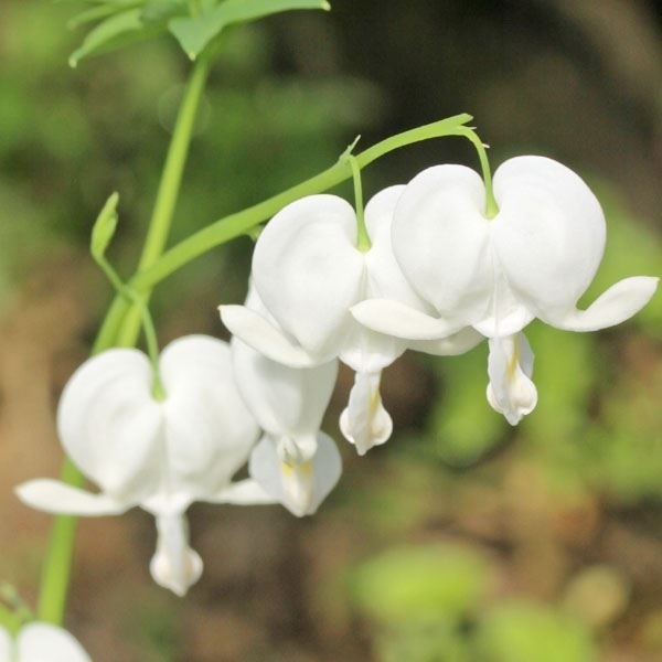 ラン・山野草 タイツリソウ 白花 2株