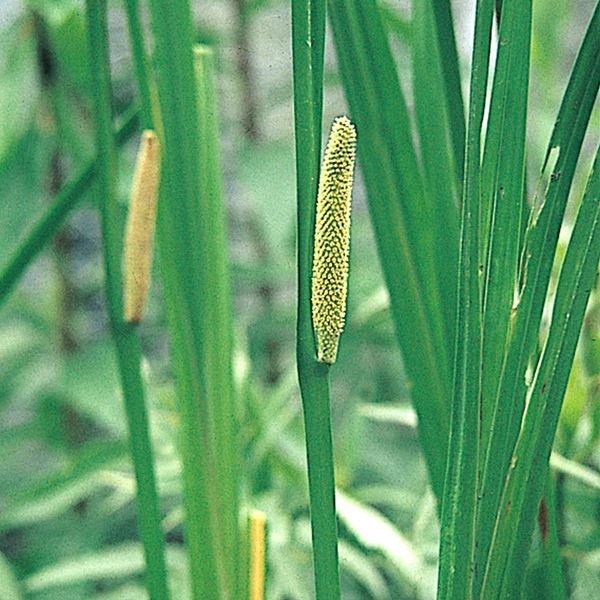 ラン・山野草 ニオイショウブ 3株