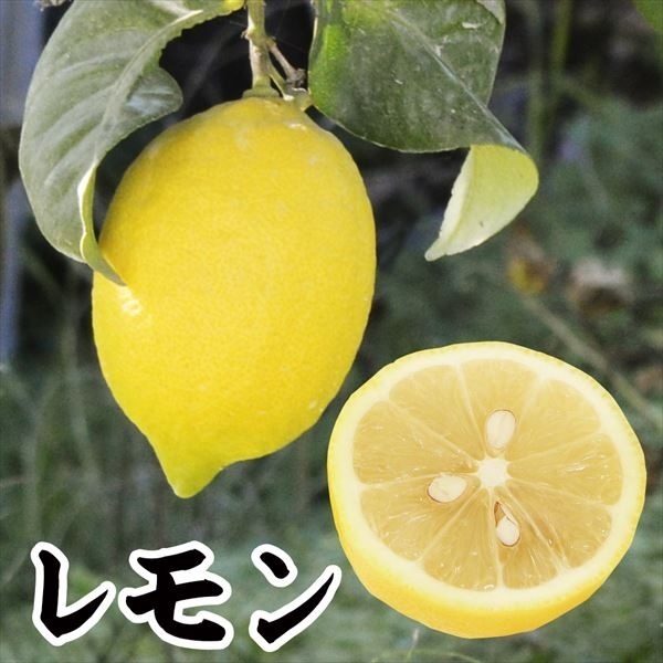 果樹苗 カンキツ レモン 1株