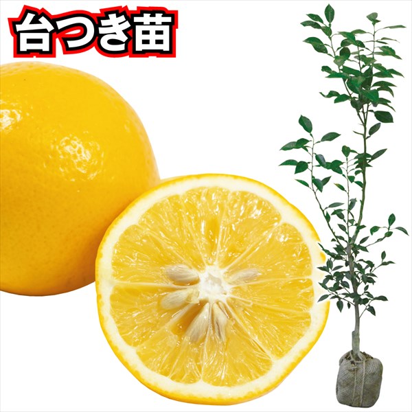 果樹苗 カンキツ マイヤーレモン 台つき 1株