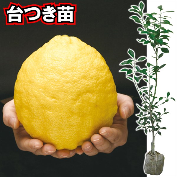 果樹苗 カンキツ ジャンボレモン 台つき 1株