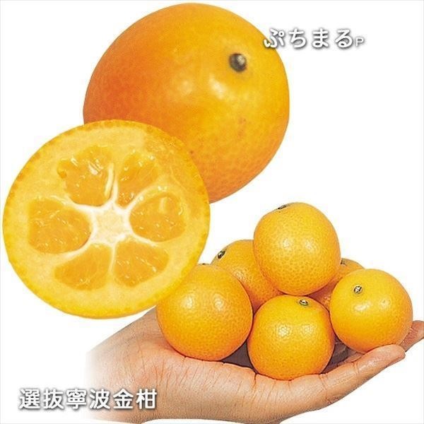 果樹苗 カンキツ 金柑セット 2種2株
