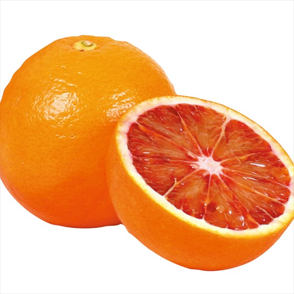 果樹苗 カンキツ ブラッドオレンジ タロッコ 1株