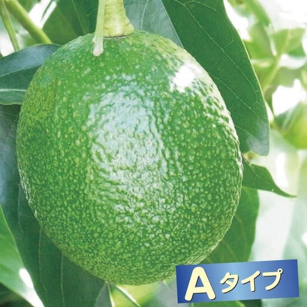 果樹苗 アボカド Aタイプ リード 1株