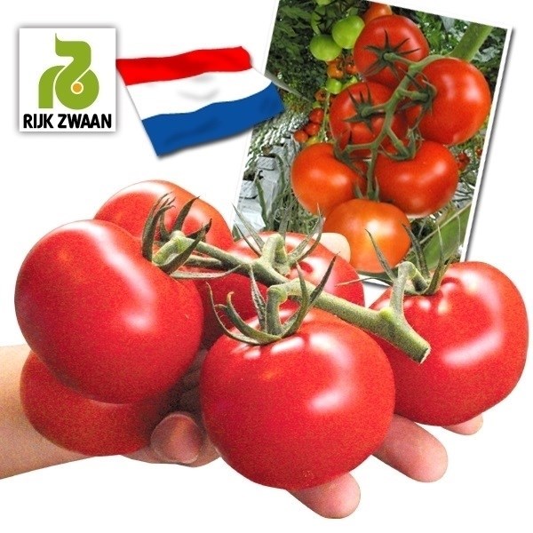 種 野菜たね トマト F1エンデバーRZ 1袋（8粒）