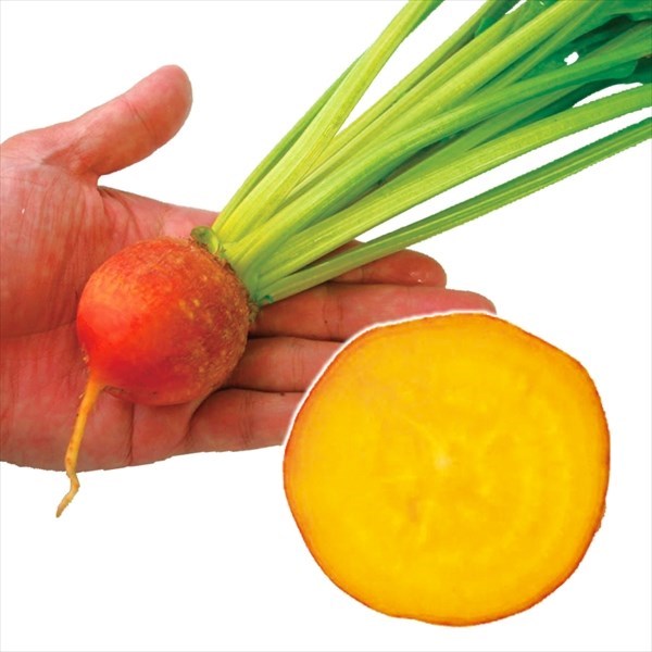 種 野菜たね ユニーク野菜 オレンジビーツ 1袋（80粒）