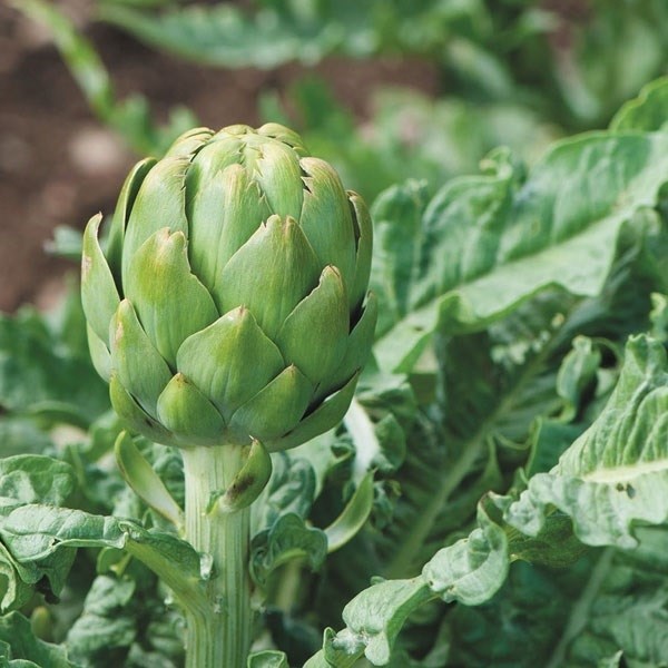 種 野菜たね ユニーク野菜 グリーンアーティチョーク 1袋（10粒）