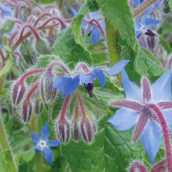 種 野菜たね ユニーク野菜 ボリジ 1袋（25粒）