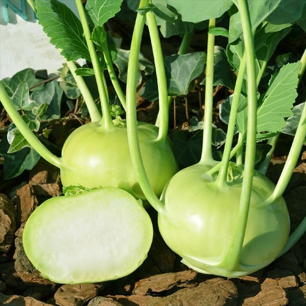 種 野菜たね ユニーク野菜 コールラビ F1フラン 1袋（50粒）