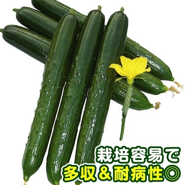 種 野菜たね 抑制栽培キュウリ F1枝なりクイーン 1袋（15粒）
