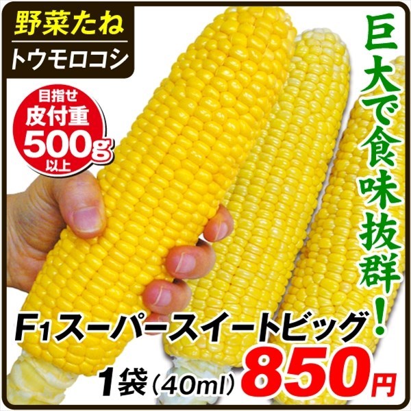 種 野菜たね 抑制栽培トウモロコシ F1スーパースイートビッグ 1袋（40ml）