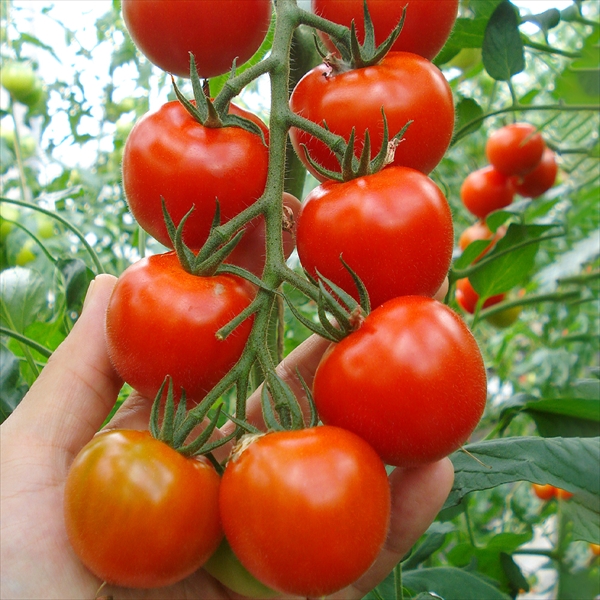 種 野菜たね 抑制栽培 トマト F1Mr浅野のけっさく（R）Ⅱ 1袋（15粒）
