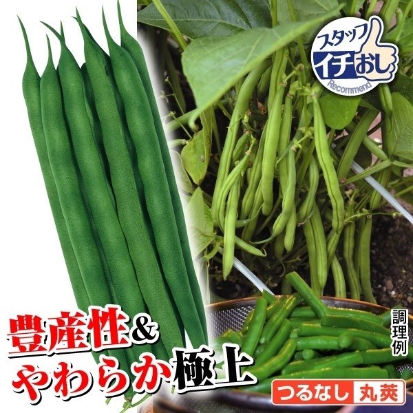 種 野菜たね 抑制栽培インゲン うまっこインゲン 1袋（30ml）
