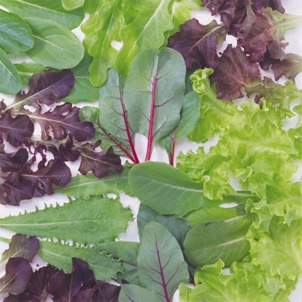 種 野菜たね サラダシリーズ レタスいろいろミックス 1袋（20ml）