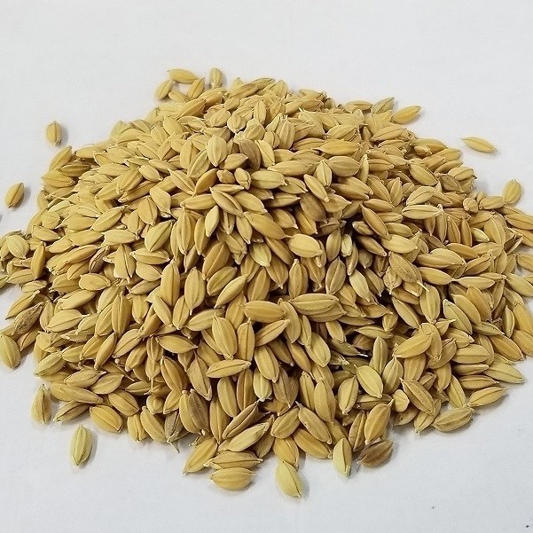 種 野菜たね 陸稲種子 陸稲農林1号（もち） 1袋（100g）